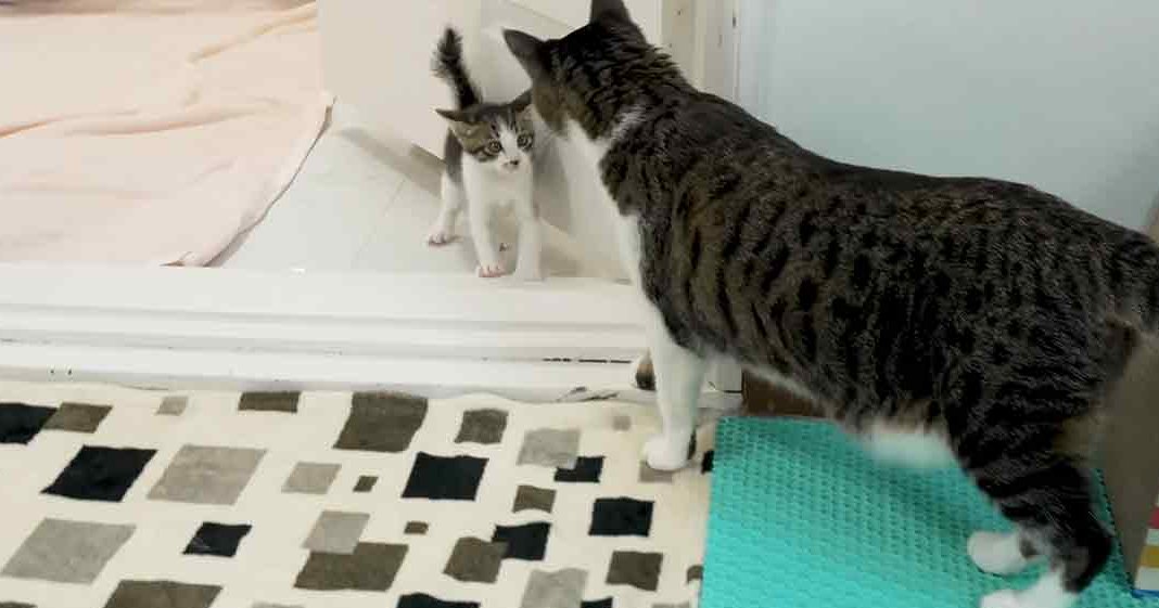 A domestic short-haired cat with dark stripes on a lighter background lounges beside its kitten companion in a cozy bedroom setting, with pink bedding and geometric-patterned rug.