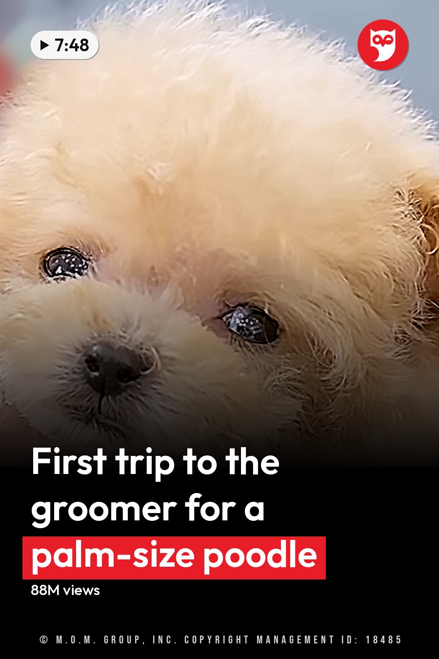 A small, light beige puppy being groomed by an adult female in a red uniform shirt under bright daylight with grooming scissors visible. The headline runs in white letters across the lower third.
