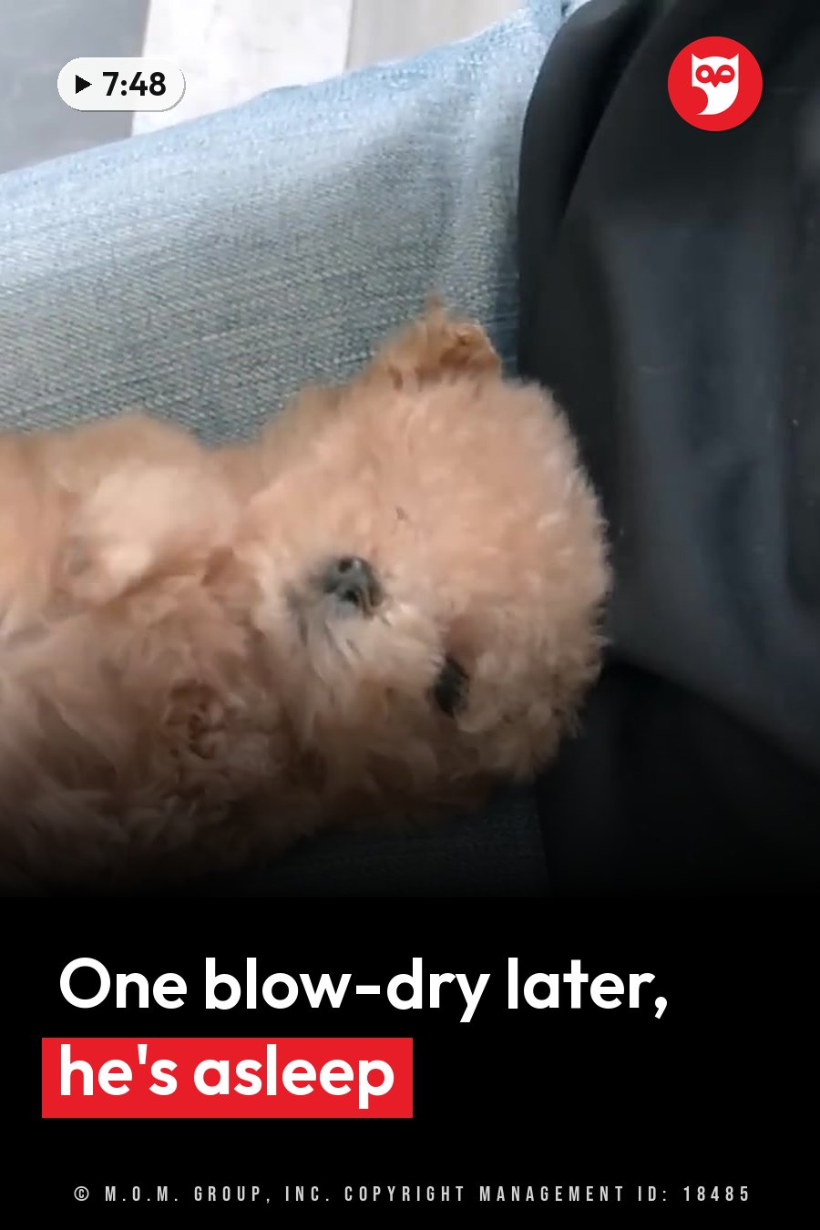 A small fluffy brown puppy sleeps curled up on a blue cushion beside dark fabric. A headline runs in white letters across the lower third.