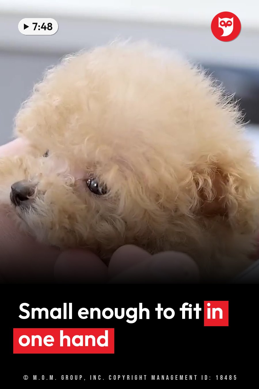 A small fluffy puppy with light brown fur rests in a person's hand. A headline runs in white letters across the lower third.