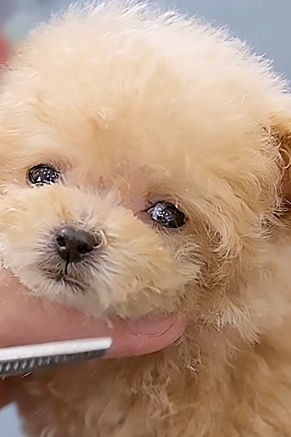 A small, light beige puppy being groomed by an adult female in a red uniform shirt under bright daylight with grooming scissors visible.