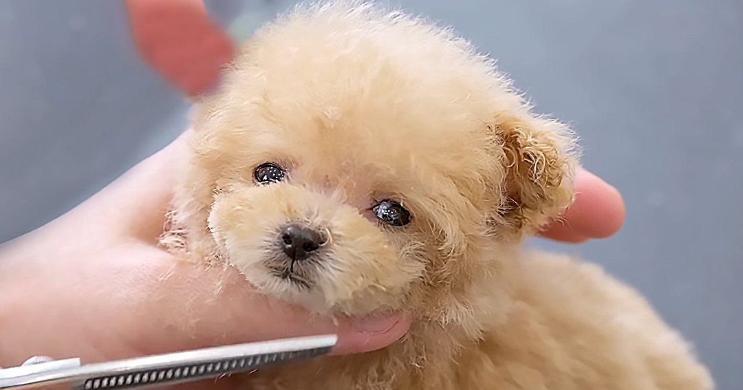 A small, light beige puppy being groomed by an adult female in a red uniform shirt under bright daylight with grooming scissors visible.