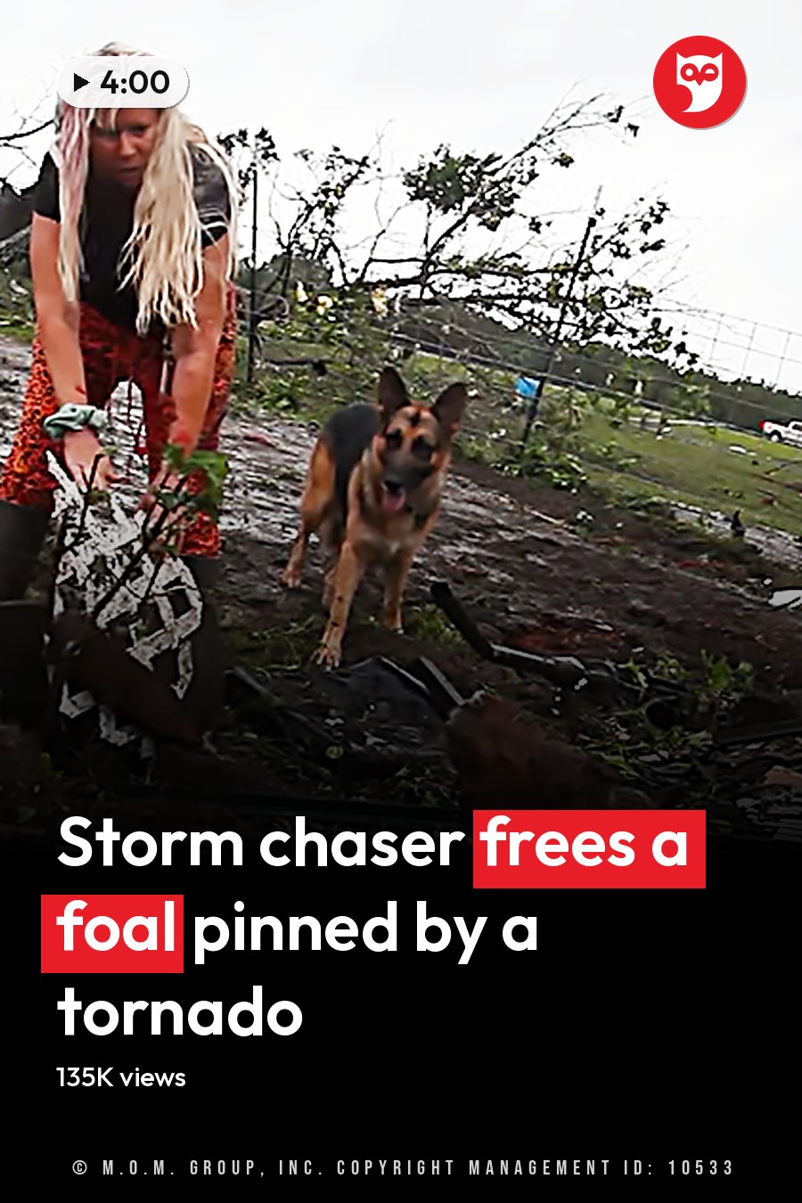 A German Shepherd dog with brown and black markings, standing amidst debris in a rural or suburban area after a post-disaster scene. The headline runs in white letters across the lower third.
