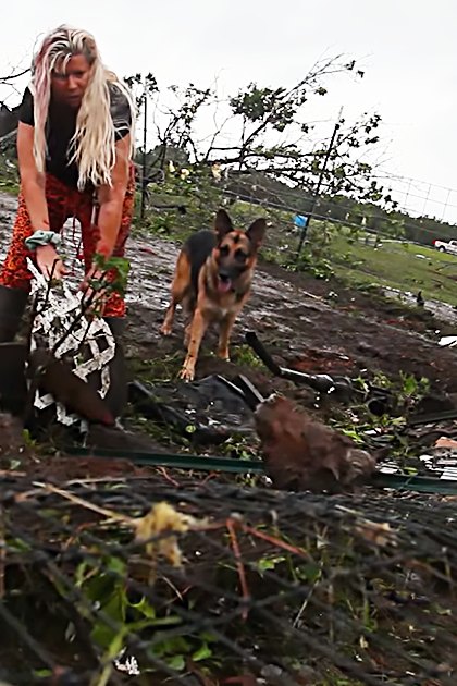 A German Shepherd dog with brown and black markings, standing amidst debris in a rural or suburban area after a post-disaster scene.