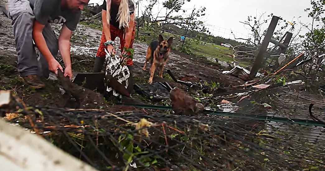 A German Shepherd dog with brown and black markings, standing amidst debris in a rural or suburban area after a post-disaster scene.