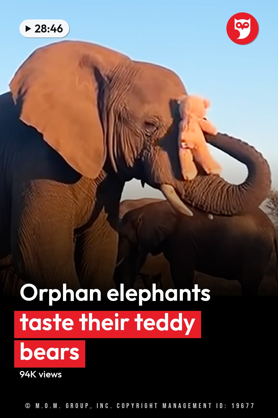 A herd of African elephants with adult and juvenile members stands in a dry savanna landscape under late afternoon sunlight, with a barbed wire fence in the background. The headline runs in white letters across the lower third.