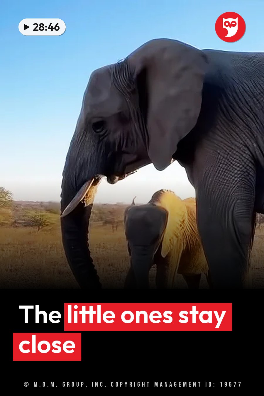 A large elephant stands beside a smaller elephant in dry grass under a clear blue sky. A headline runs in white letters across the lower third.