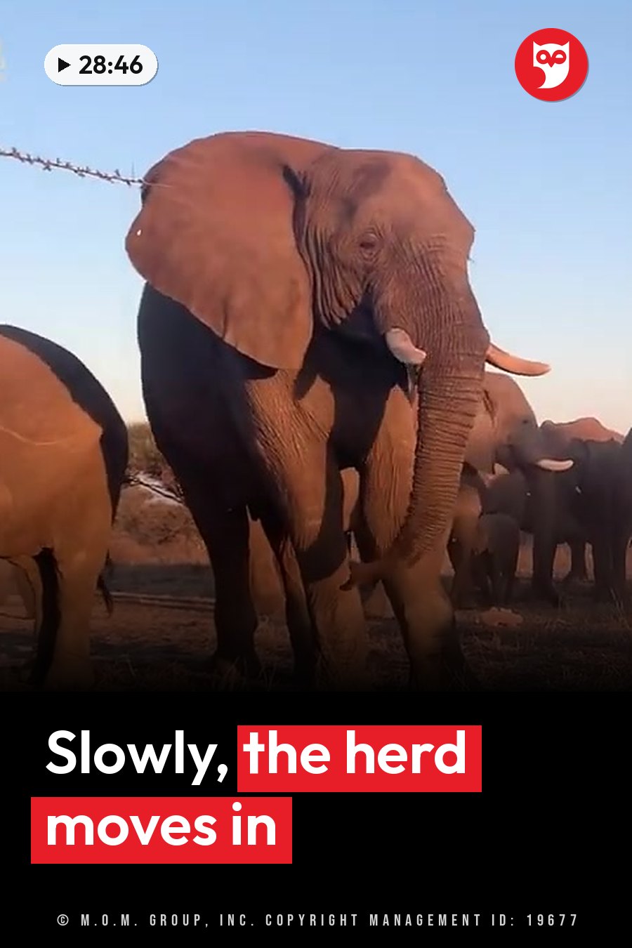 A large elephant walks forward with its trunk lowered, with other elephants around it in dry grassland under a clear sky. A headline runs in white letters across the lower third.