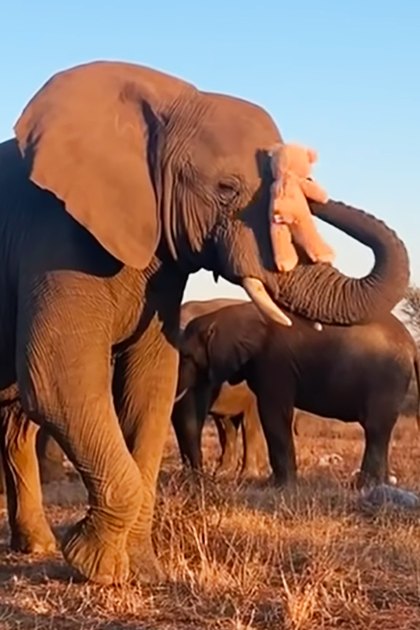 A herd of African elephants with adult and juvenile members stands in a dry savanna landscape under late afternoon sunlight, with a barbed wire fence in the background.