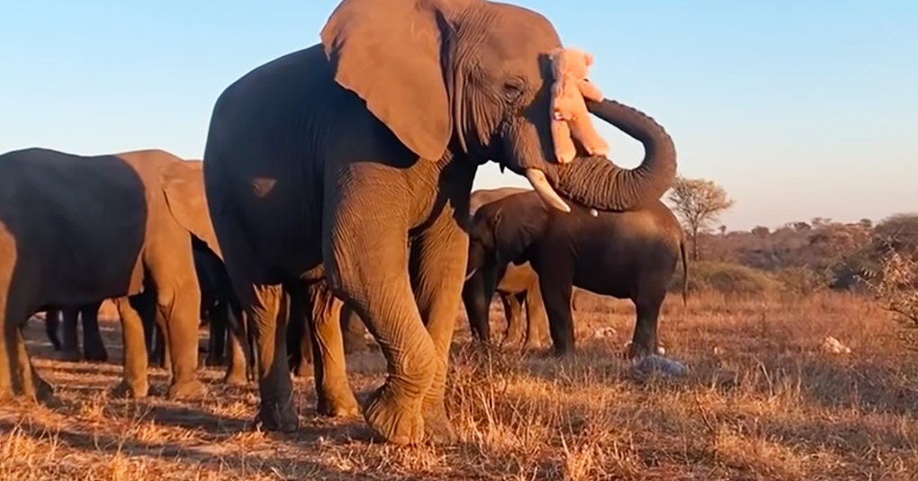 A herd of African elephants with adult and juvenile members stands in a dry savanna landscape under late afternoon sunlight, with a barbed wire fence in the background.