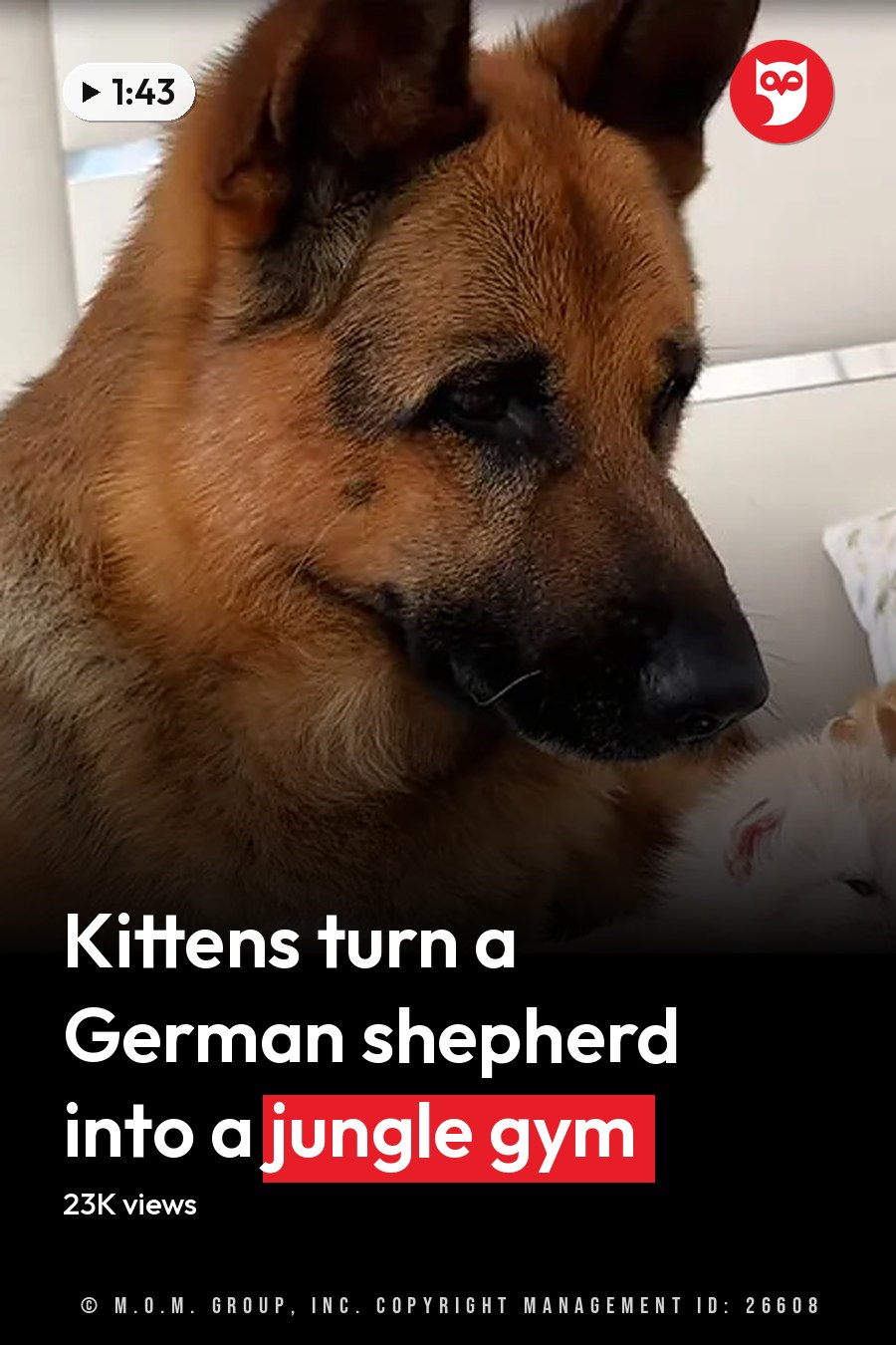 A German Shepherd dog and four kittens rest in a cozy bedroom with floral-patterned pillows, soft even lighting suggesting daytime. The headline runs in white letters across the lower third.