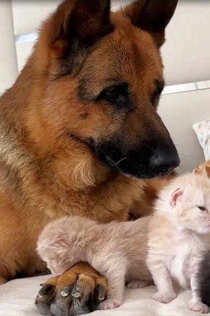 A German Shepherd dog and four kittens rest in a cozy bedroom with floral-patterned pillows, soft even lighting suggesting daytime.
