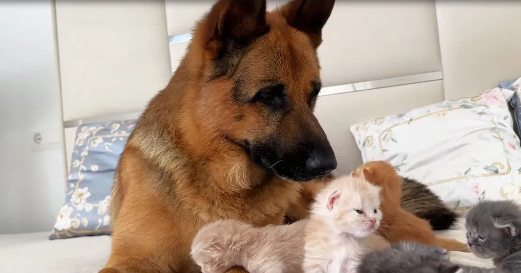 A German Shepherd dog and four kittens rest in a cozy bedroom with floral-patterned pillows, soft even lighting suggesting daytime.