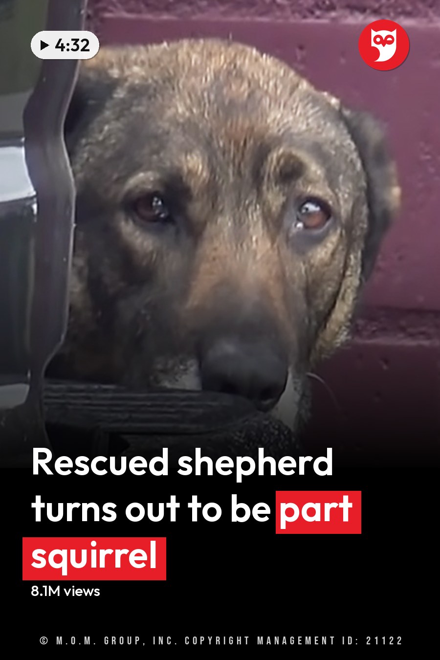 A brindle-coated adult dog outdoors near red brick walls, possibly overcast daylight setting. The headline runs in white letters across the lower third.