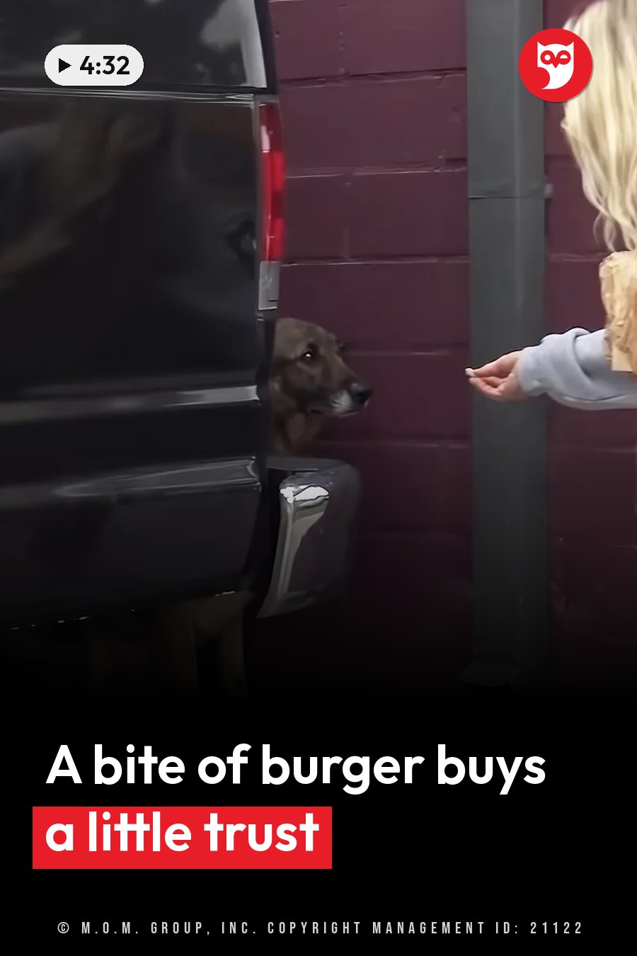 A person holds out food to a dog peeking from behind a black vehicle beside a red brick wall. A headline runs in white letters across the lower third.