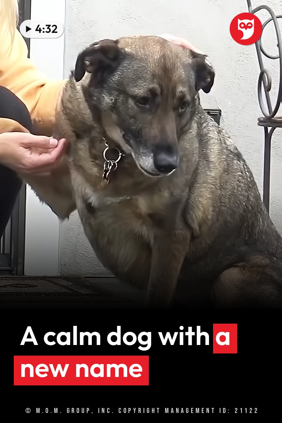 A person pets a brown dog that sits calmly, wearing a collar with tags. A headline runs in white letters across the lower third.