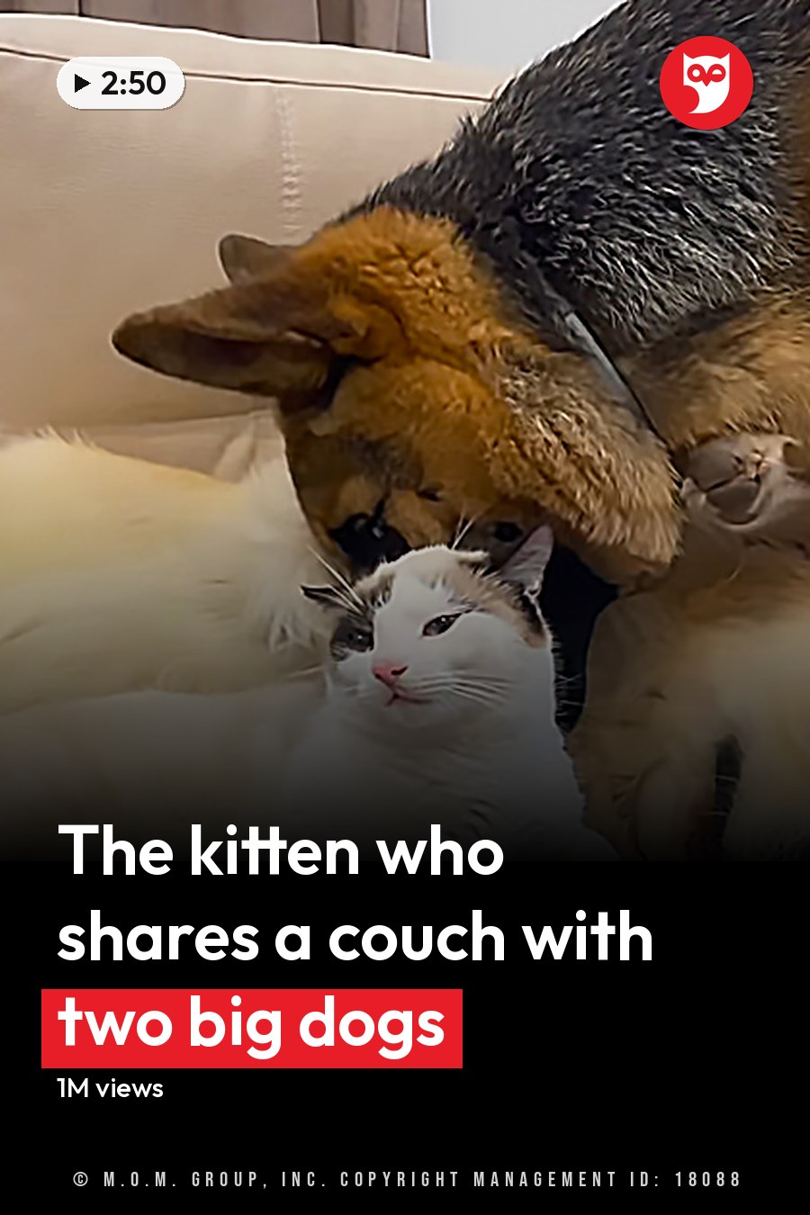 White cat with black and brown markings, golden retriever dog, German Shepherd on beige couch in a neutral-toned indoor setting. The headline runs in white letters across the lower third.