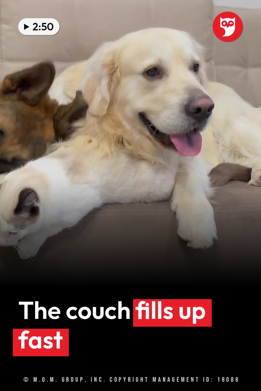 A golden retriever lies on a beige couch with tongue out, next to a German shepherd and a white cat. A headline runs in white letters across the lower third.
