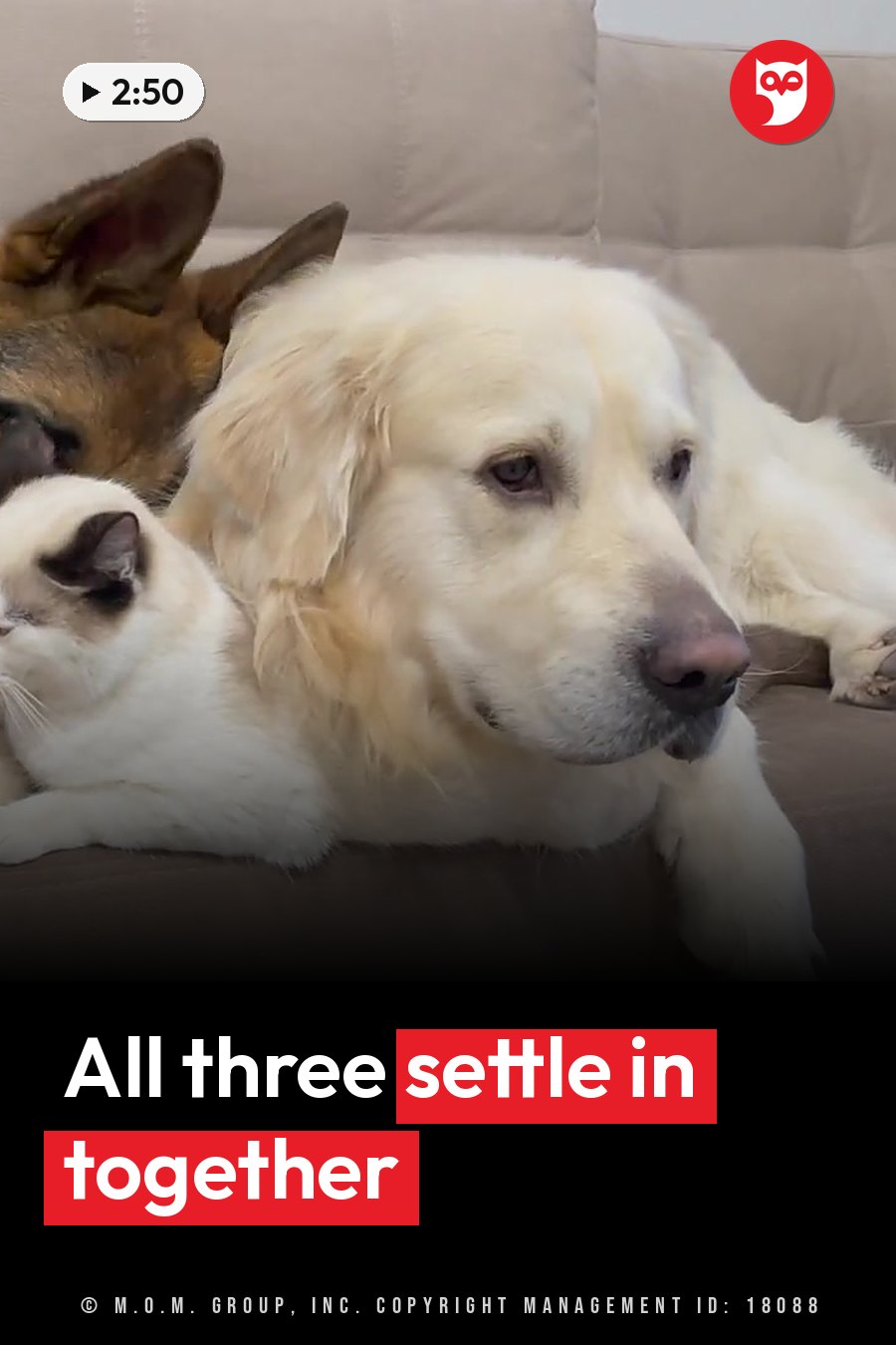 A dog, a white cat and another dog rest together on a beige couch. A headline runs in white letters across the lower third.