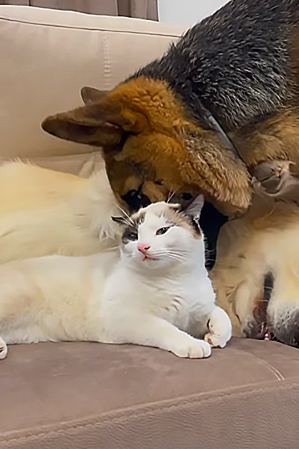 White cat with black and brown markings, golden retriever dog, German Shepherd on beige couch in a neutral-toned indoor setting.