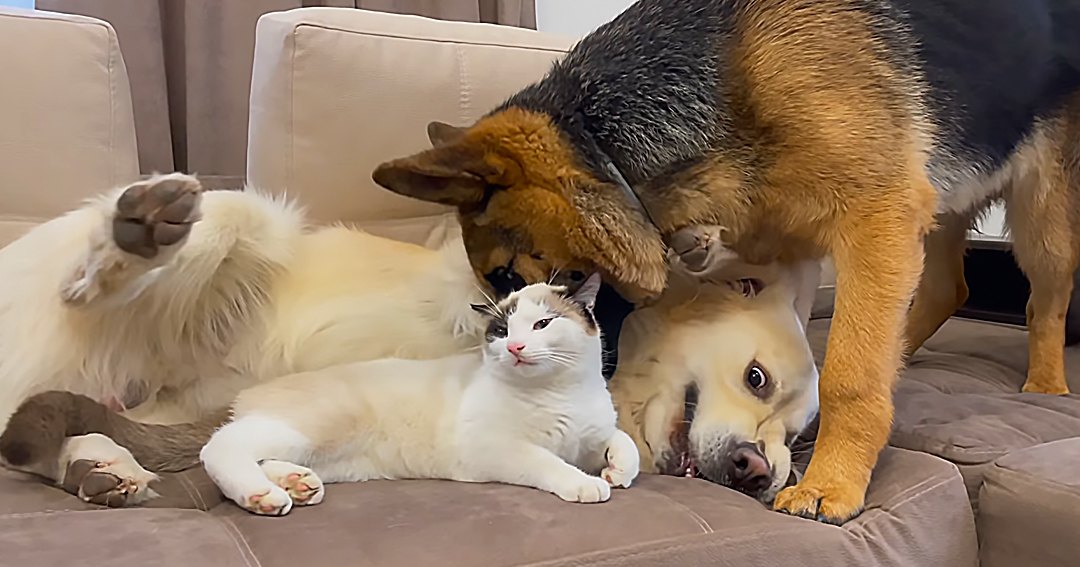 White cat with black and brown markings, golden retriever dog, German Shepherd on beige couch in a neutral-toned indoor setting.