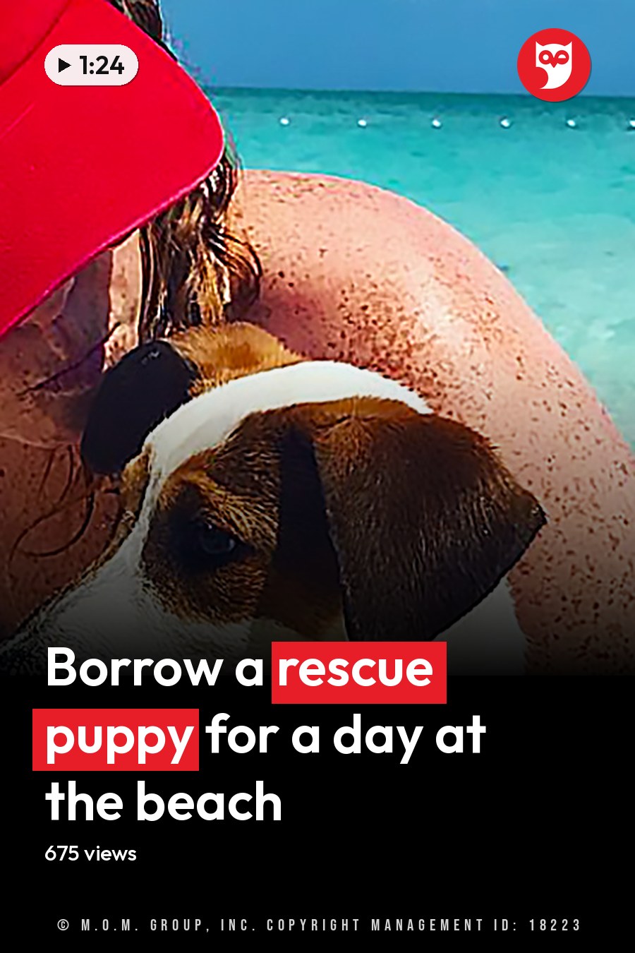 Adult female holding a beagle mix dog at a beach on a bright summer day with clear skies and red, white, and brown colors dominating the scene. The headline runs in white letters across the lower third.