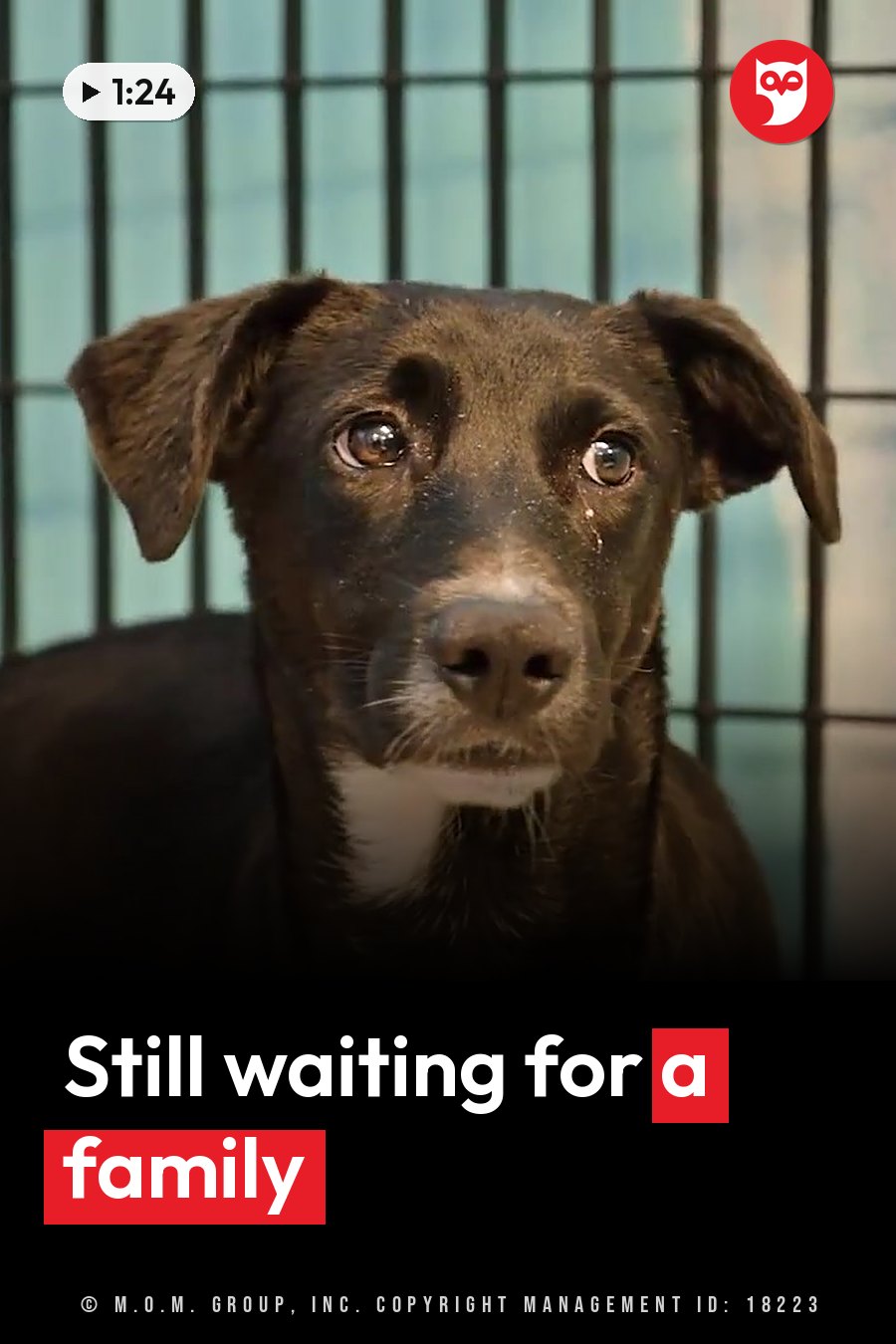 A dark brown dog with floppy ears sits inside a cage and looks straight at the camera. A headline runs in white letters across the lower third.