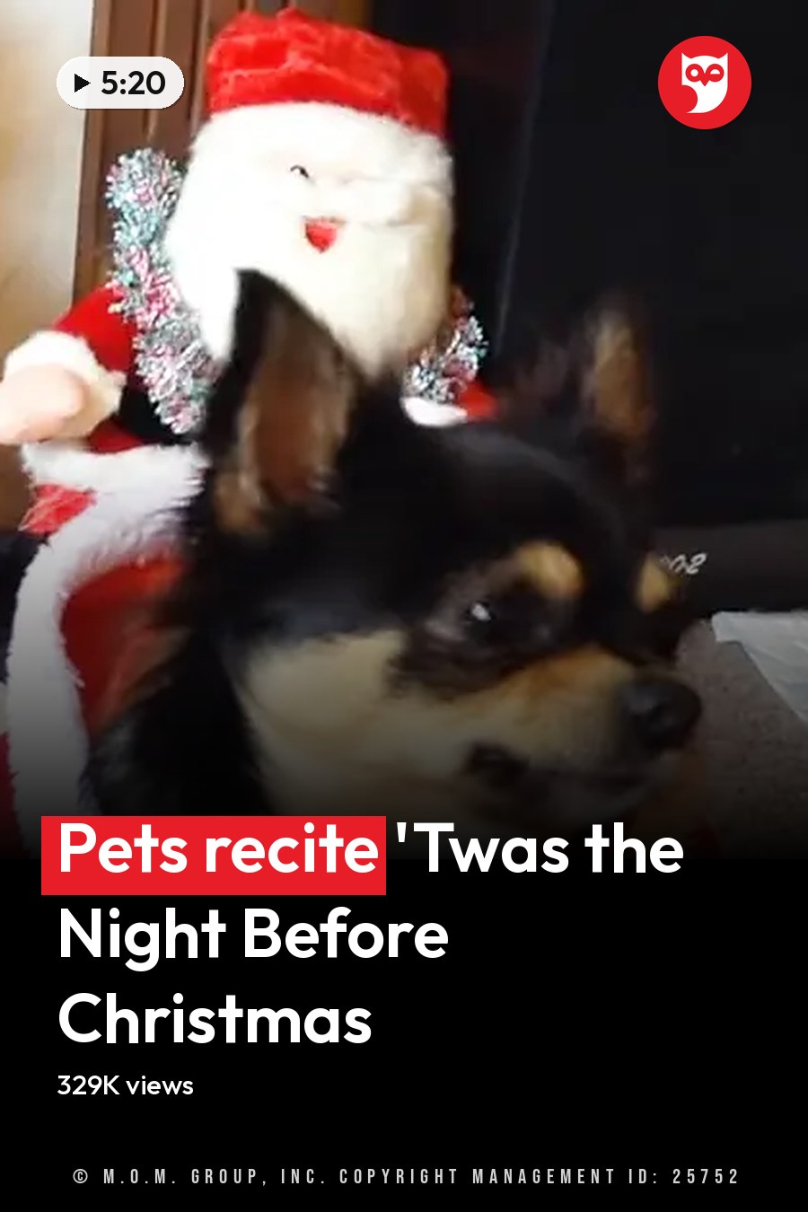 A Chihuahua dressed as Santa Claus stands amidst Christmas decorations inside a home, with another dog also in festive attire. The headline runs in white letters across the lower third.