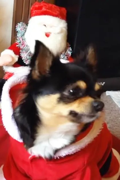 A Chihuahua dressed as Santa Claus stands amidst Christmas decorations inside a home, with another dog also in festive attire.