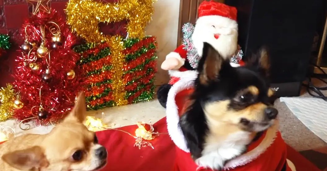 A Chihuahua dressed as Santa Claus stands amidst Christmas decorations inside a home, with another dog also in festive attire.