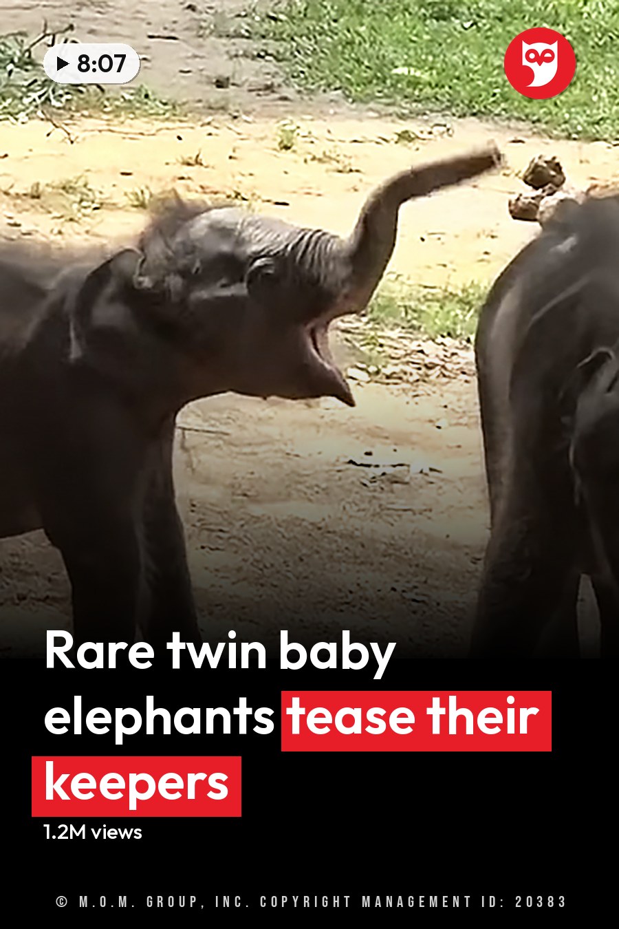Two baby elephants in an outdoor zoo enclosure with dirt ground, patches of grass, and scattered vegetation under sunny daytime light. The headline runs in white letters across the lower third.