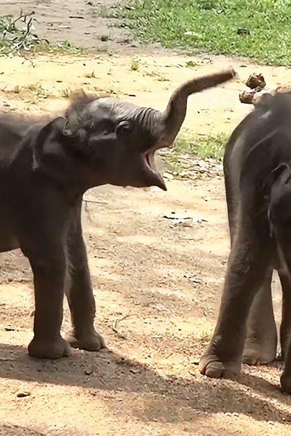Two baby elephants in an outdoor zoo enclosure with dirt ground, patches of grass, and scattered vegetation under sunny daytime light.