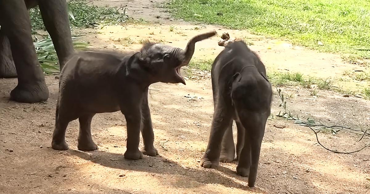 Two baby elephants in an outdoor zoo enclosure with dirt ground, patches of grass, and scattered vegetation under sunny daytime light.