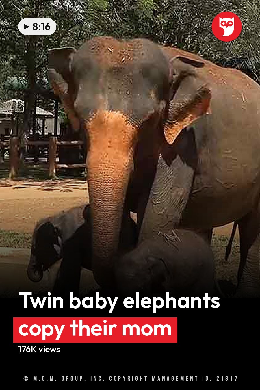 An elephant family with two young elephants standing close to an adult at a zoo or wildlife sanctuary in summer/spring, bright sunlight illuminating lush greenery and earthy tones. The headline runs in white letters across the lower third.