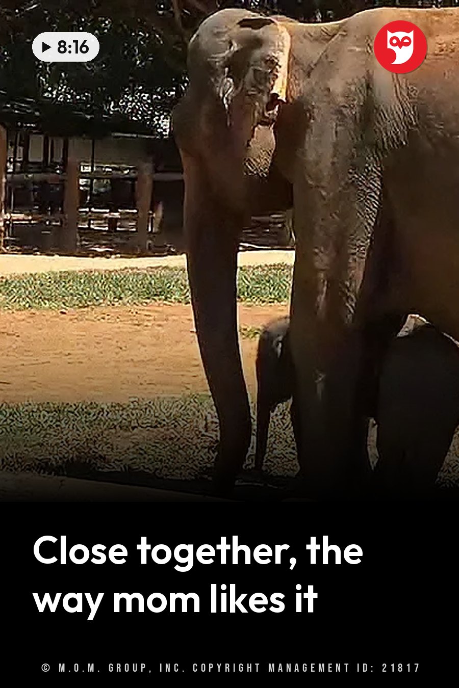 Two elephants stand close together on dirt ground with patches of grass, near trees. A headline runs in white letters across the lower third.