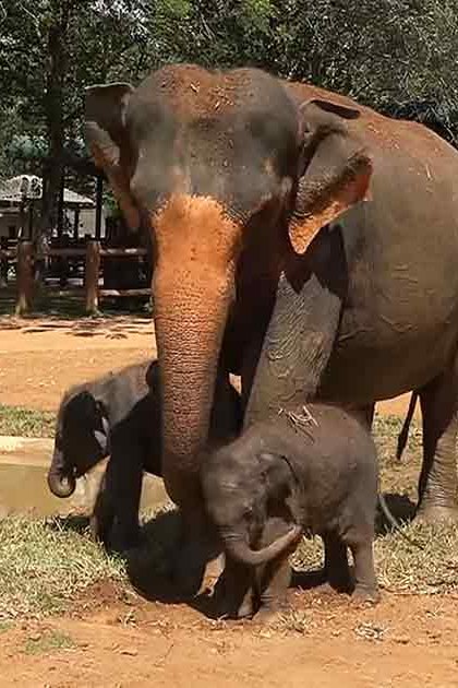 An elephant family with two young elephants standing close to an adult at a zoo or wildlife sanctuary in summer/spring, bright sunlight illuminating lush greenery and earthy tones.