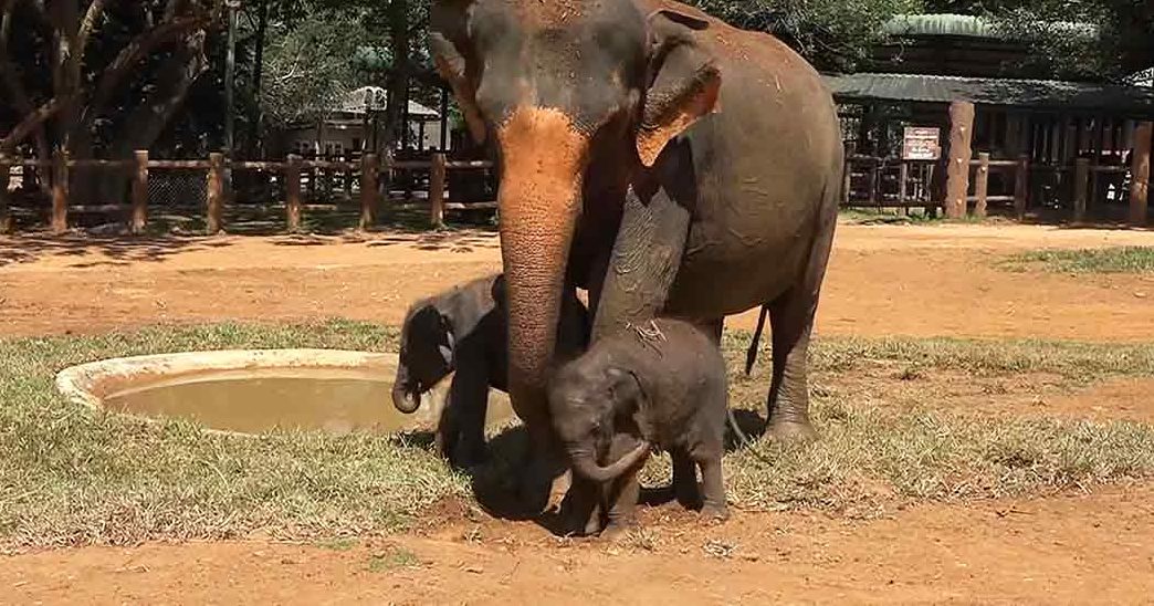 An elephant family with two young elephants standing close to an adult at a zoo or wildlife sanctuary in summer/spring, bright sunlight illuminating lush greenery and earthy tones.