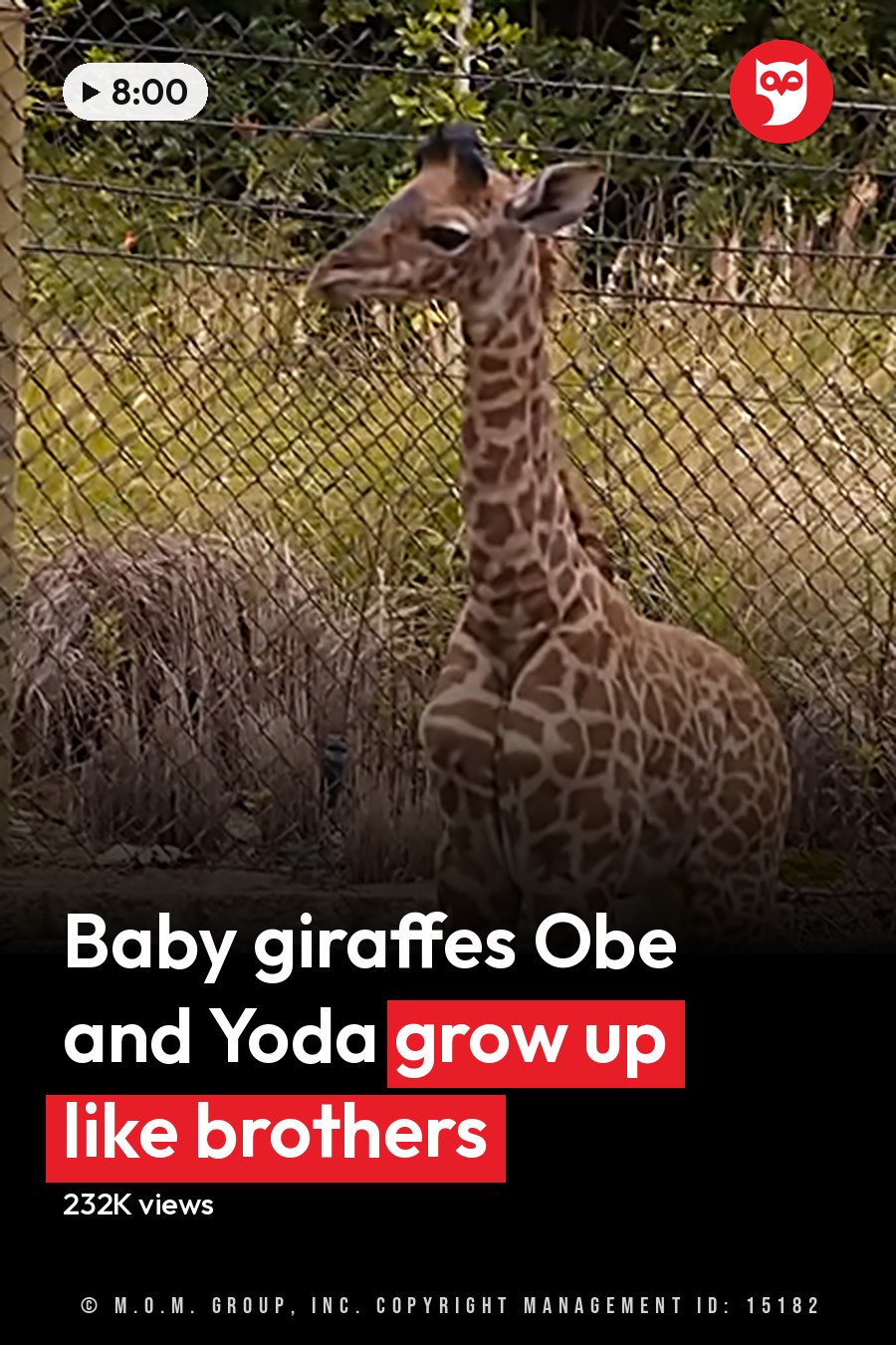 An adult giraffe with distinct brown patches in a zoo enclosure during daytime spring or summer season. The headline runs in white letters across the lower third.