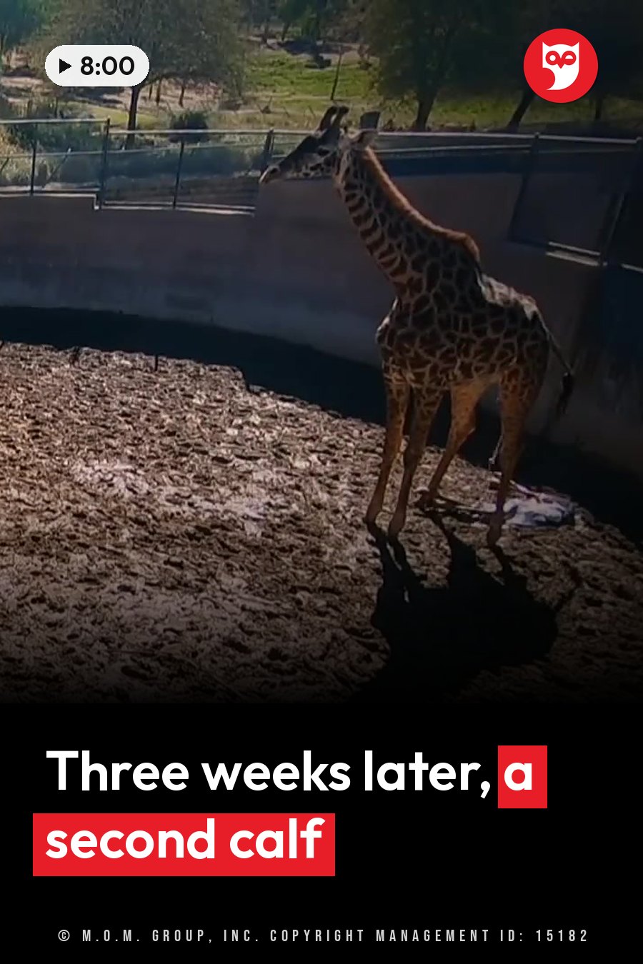 A giraffe stands on dry ground near a fence with its head tilted up toward trees beyond the enclosure. A headline runs in white letters across the lower third.