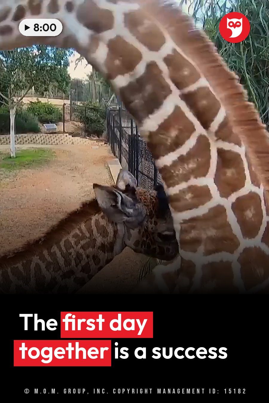 A giraffe leans over a fence with its long neck curved down toward the ground. A headline runs in white letters across the lower third.