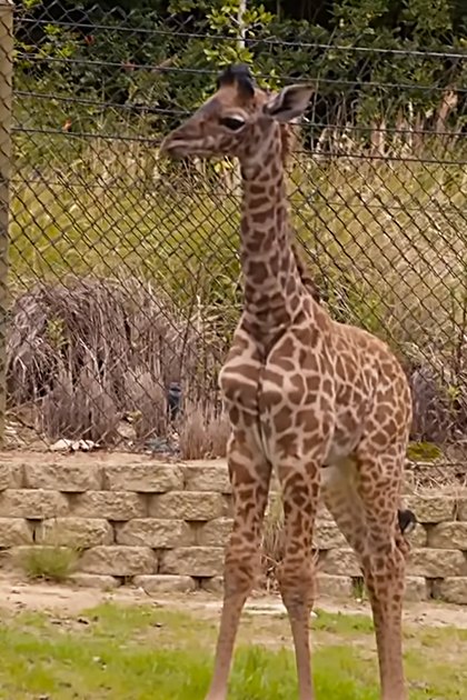 An adult giraffe with distinct brown patches in a zoo enclosure during daytime spring or summer season.