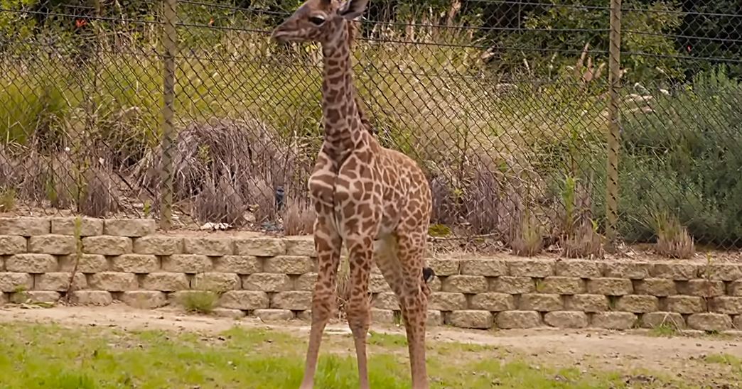 An adult giraffe with distinct brown patches in a zoo enclosure during daytime spring or summer season.