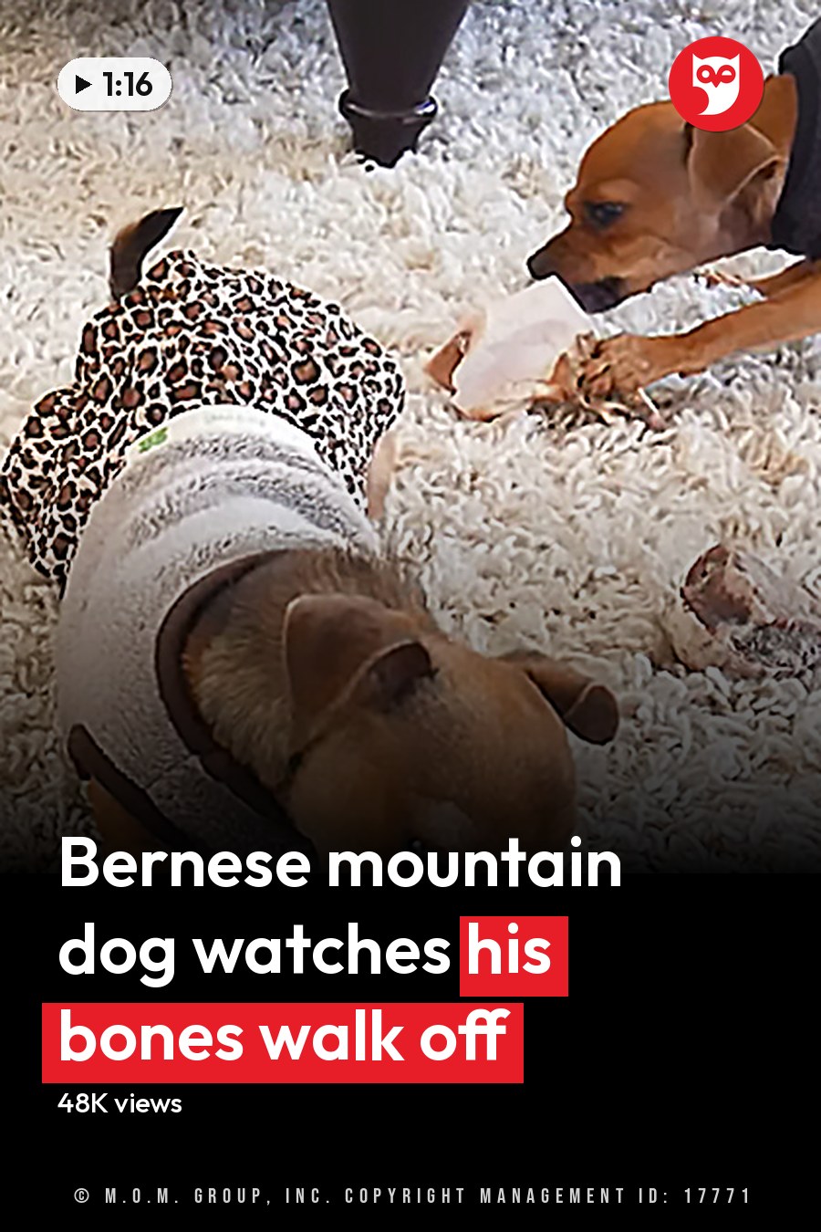 Two small brown dogs wearing sweaters and a shirt, eating bones indoors on a fluffy white carpet. The headline runs in white letters across the lower third.