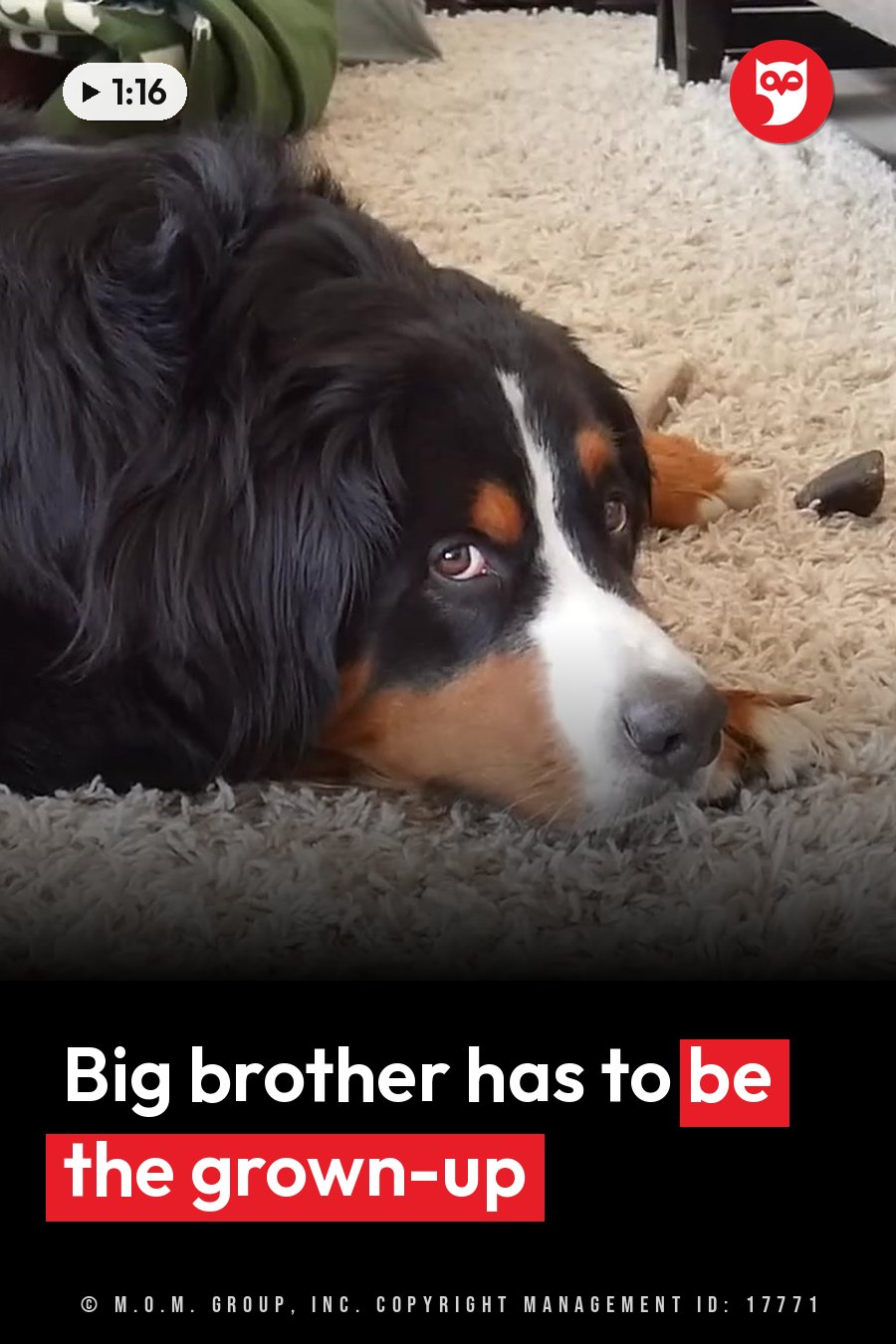 A large dog with black, white and brown fur lies resting on a light-colored carpet. A headline runs in white letters across the lower third.