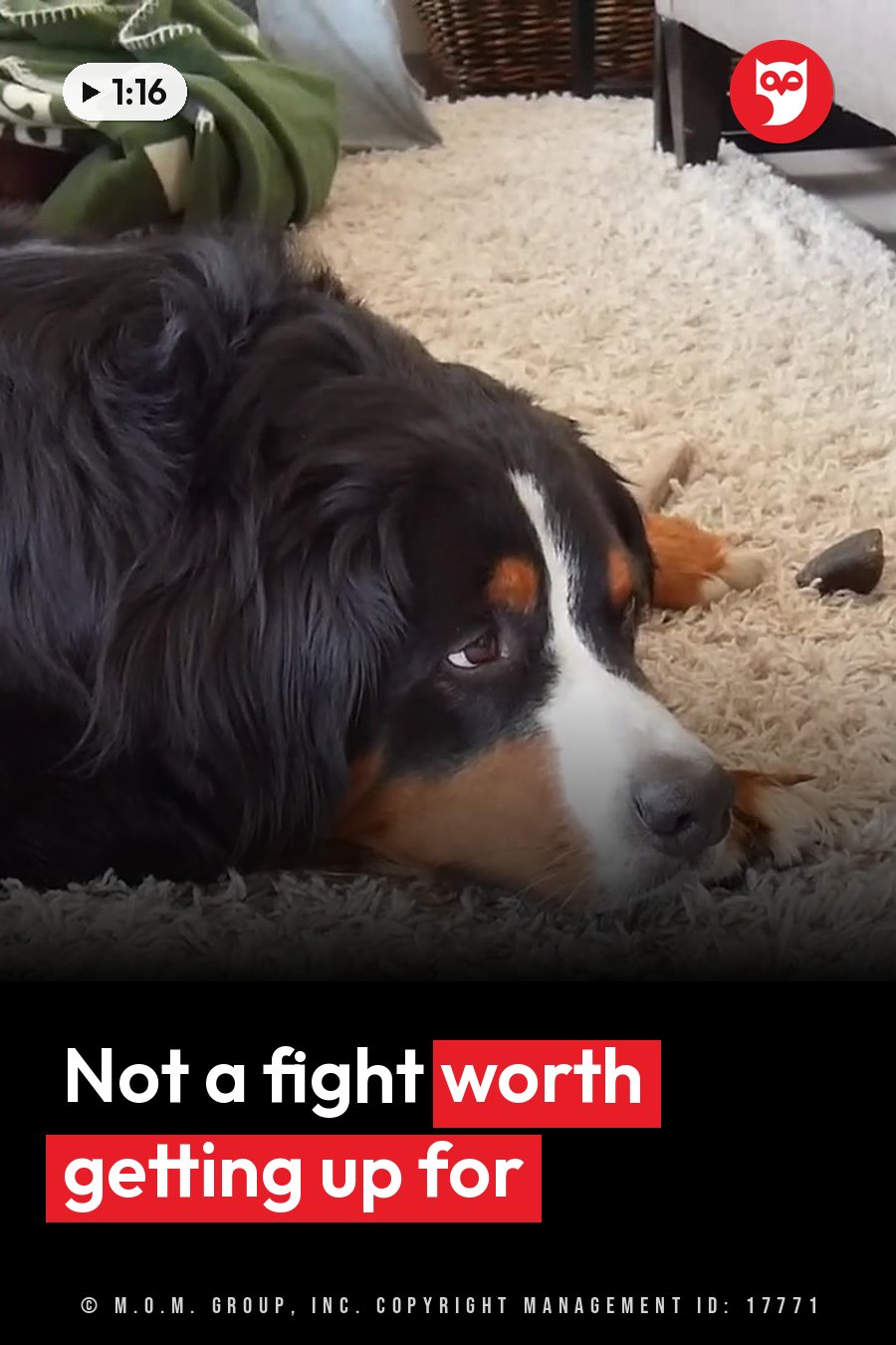 A large dog with black, white and brown fur lies on a light-colored carpet, resting. A headline runs in white letters across the lower third.