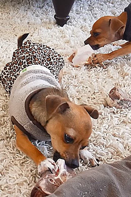 Two small brown dogs wearing sweaters and a shirt, eating bones indoors on a fluffy white carpet.