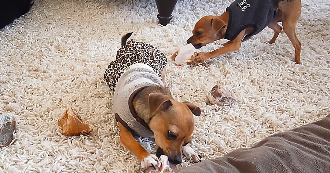 Two small brown dogs wearing sweaters and a shirt, eating bones indoors on a fluffy white carpet.