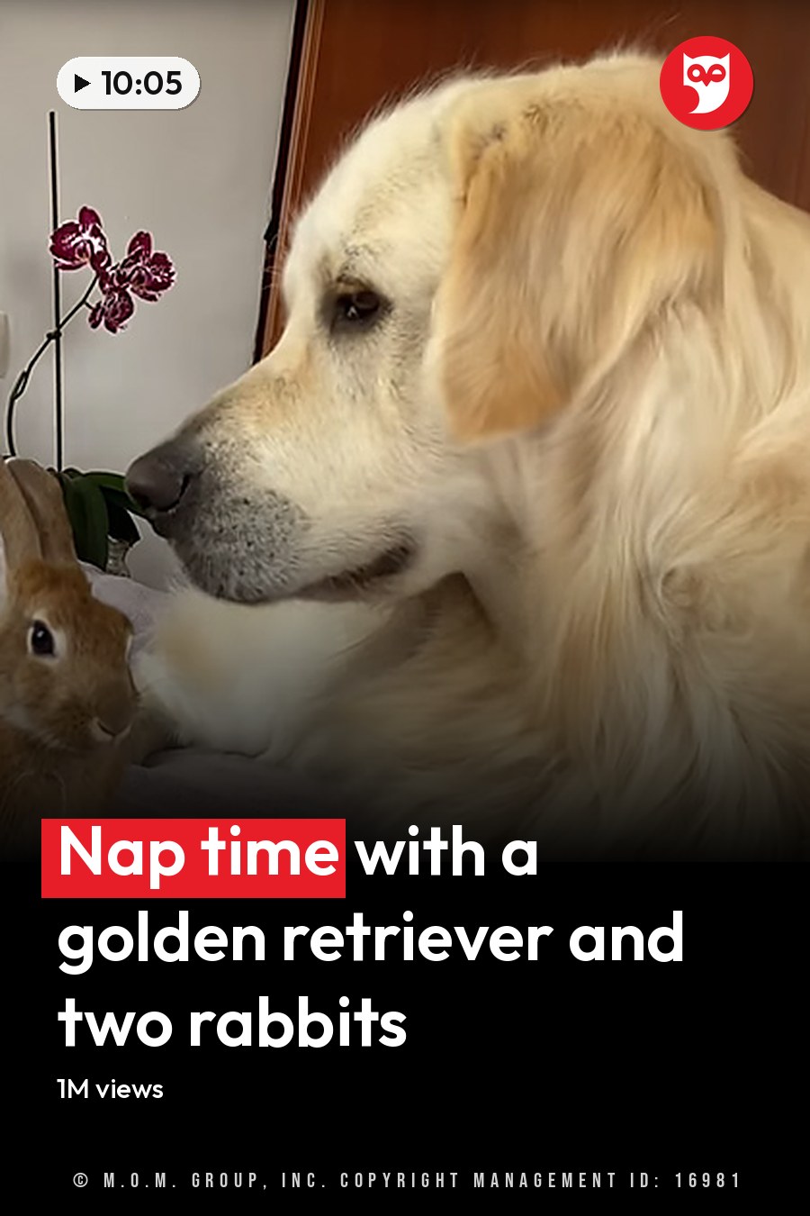 A golden retriever interacts with rabbits in a cozy bedroom, with colorful pillows and a sunflower design. The headline runs in white letters across the lower third.