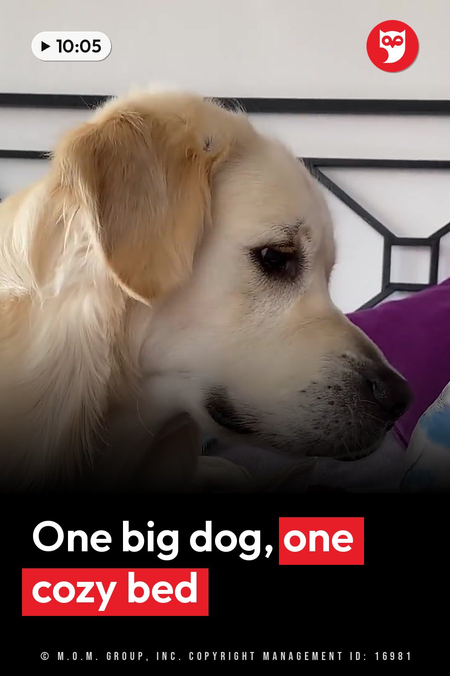 Bailey, a golden retriever, rests on a bed with his head turned slightly to one side. A headline runs in white letters across the lower third.