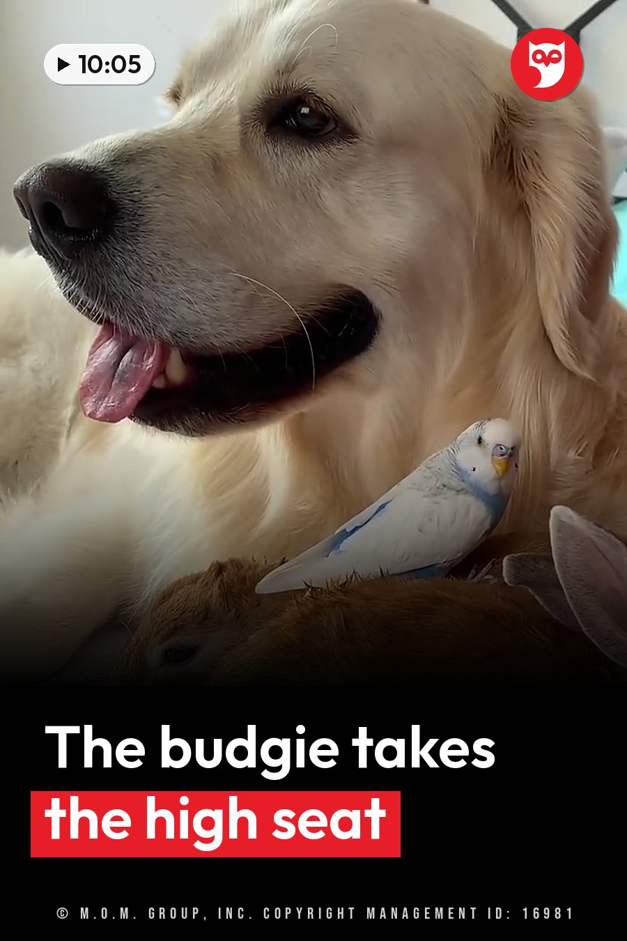 Bailey, a golden retriever, lies with his tongue out as a small white bird perches on his chest near a stuffed animal. A headline runs in white letters across the lower third.